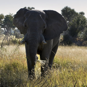 botswana