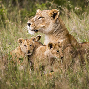 kenya